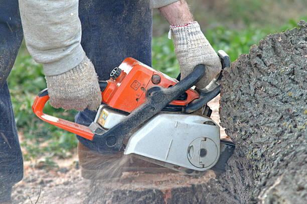 Durand, WI Tree Removal Services Company